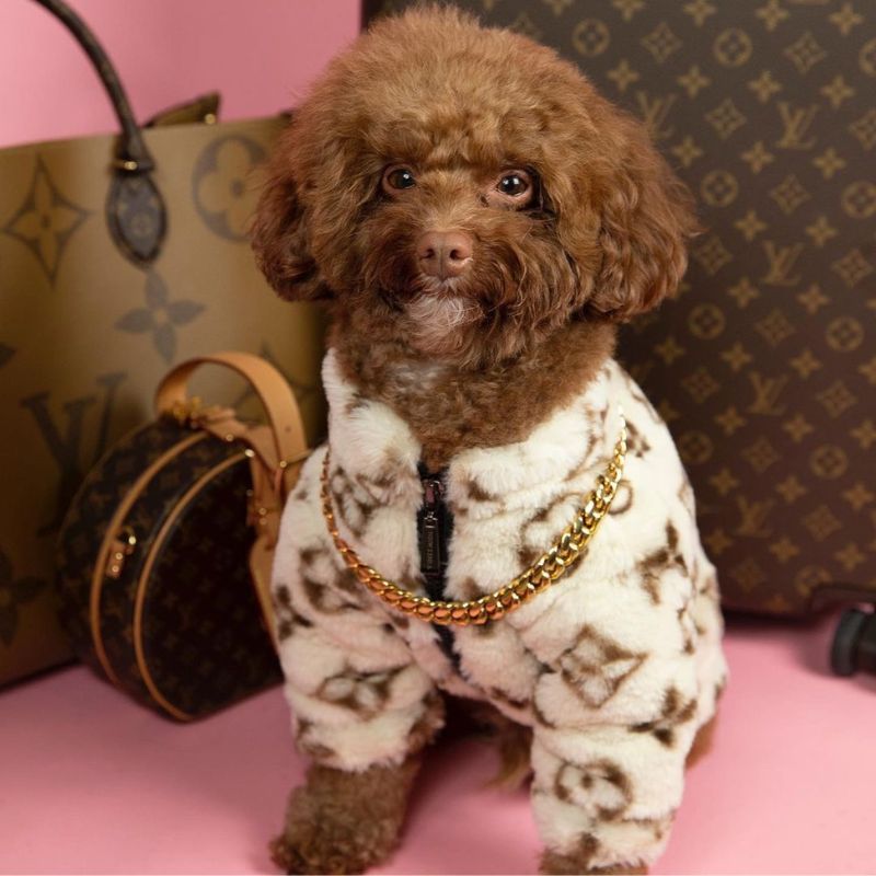 Chewy Poodle Jacket