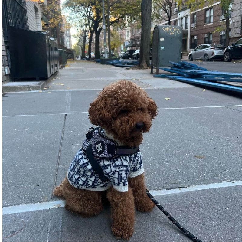 Dogior Poodle Sweater