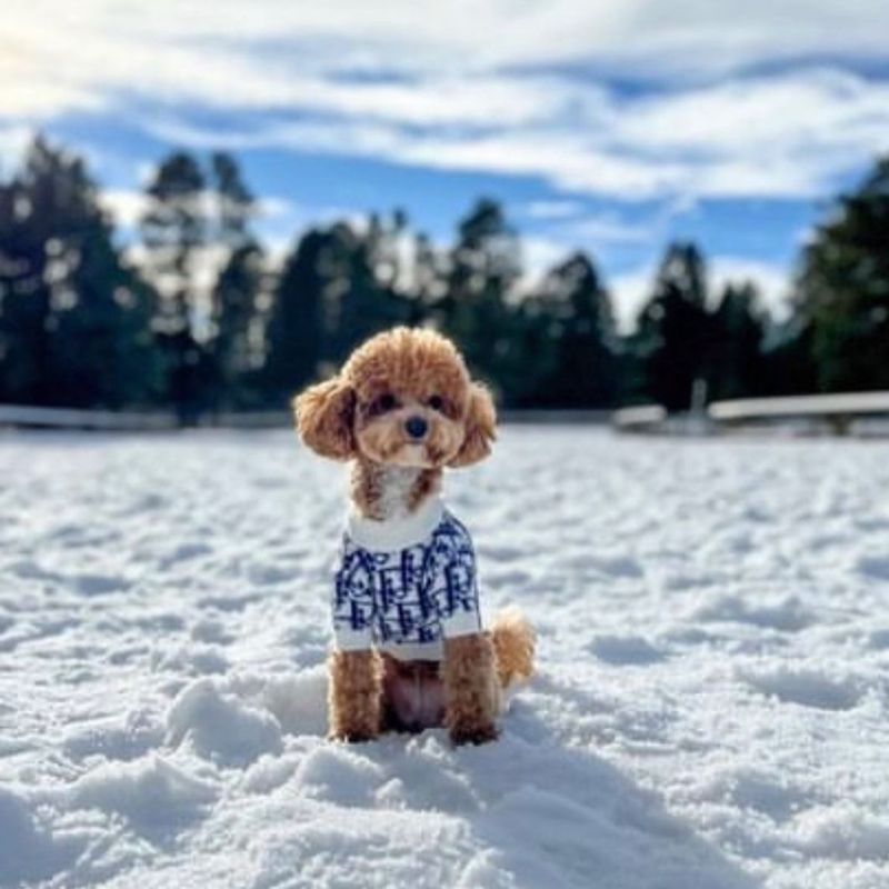 Dogior Poodle Sweater