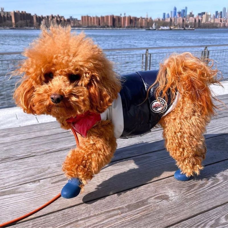 Pawcler Poodle Vest