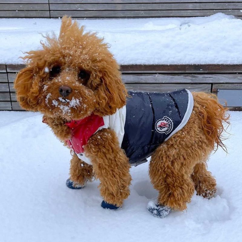 Pawcler Poodle Vest