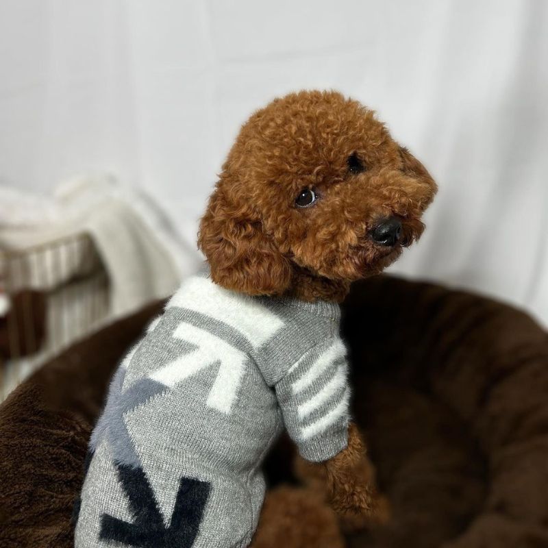 WOFF Poodle Sweater