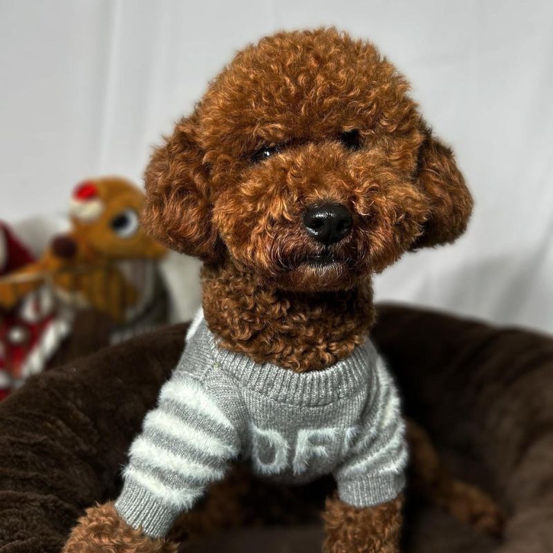 WOFF Poodle Sweater
